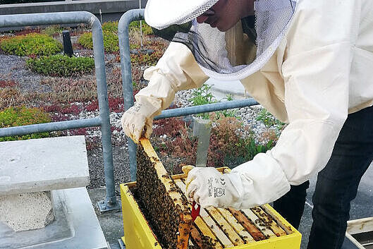 Studentischer Imker bei der Arbeit mit HTWK-Bienen