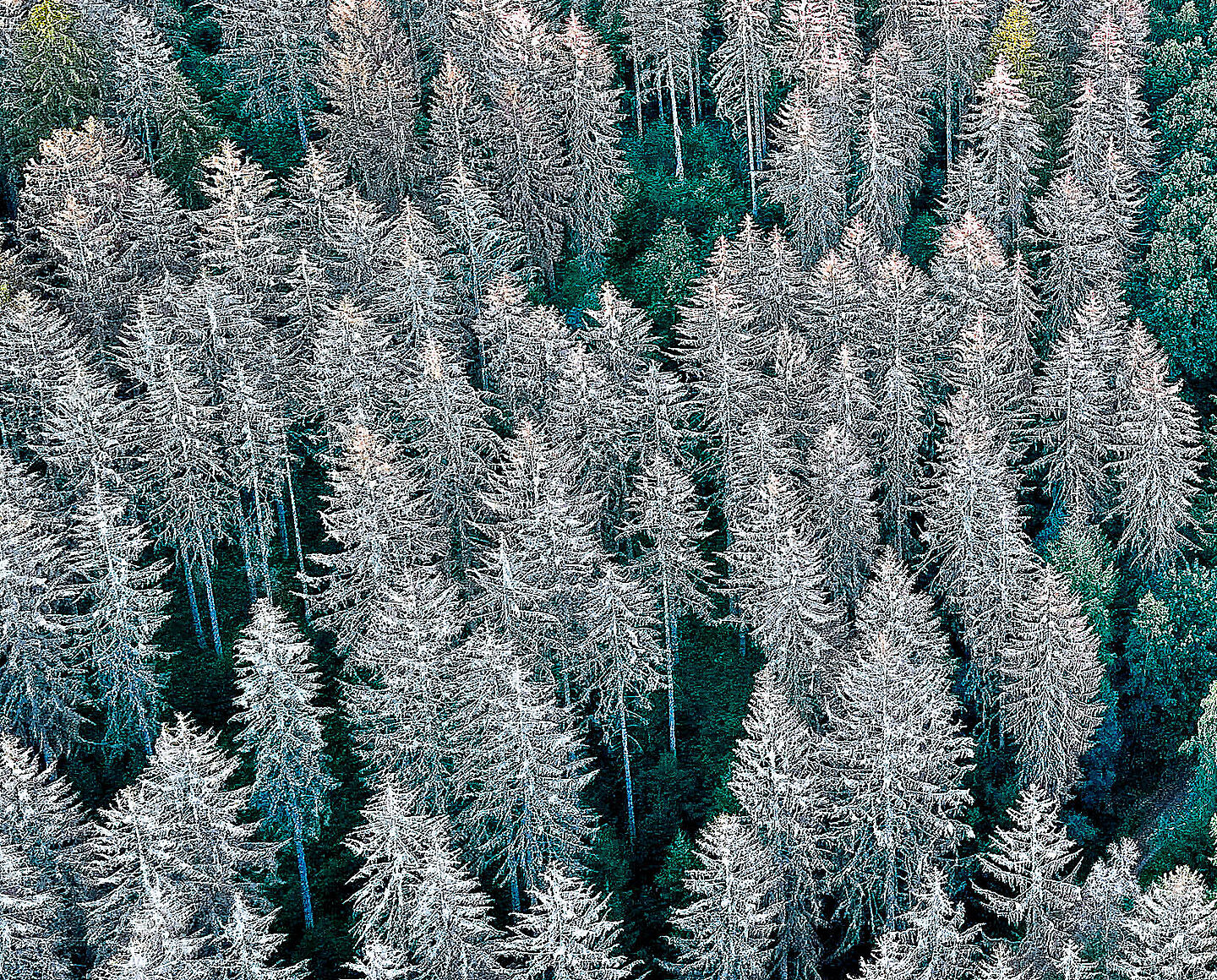 Wald von oben