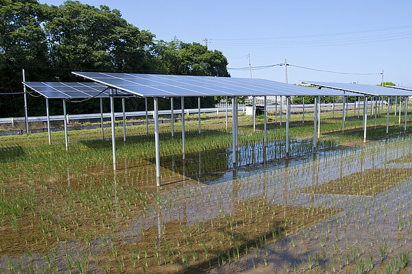 Agrophotovoltaik Ein kombinierter Solarpark mit Reisanbau in Japan