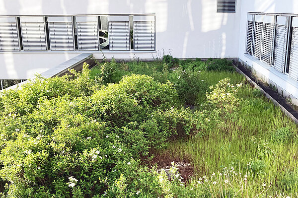 Gründach ein Dach mit Pflanzenbewuchs