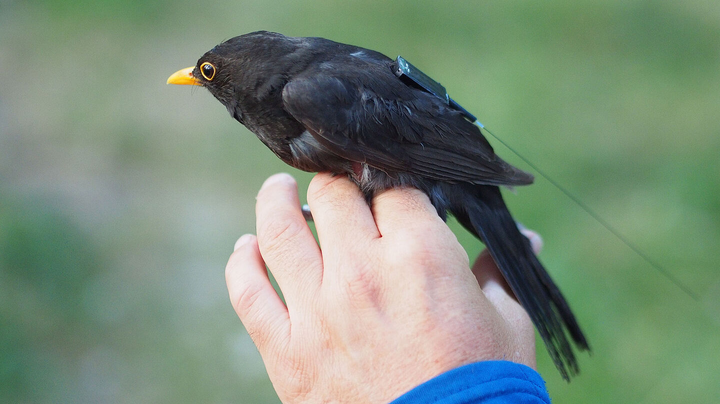 Auf dem Rücken einer Amsel ist ein ICARUS-Tag befestigt