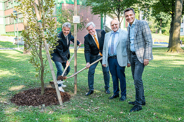 vier Männer pflanzen einen Baum