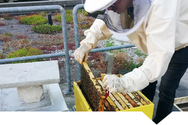 studentischer Imker bei der Arbeit mit den Bienen