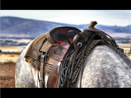 Ausschnitt eines Pferderückens mit Westernsattel.